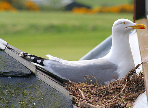 Nesting Herring Gull