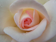 return of the pink rose... =)