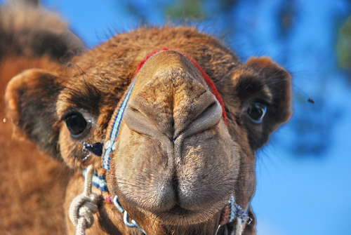 Deve (Camel)