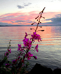 Rastaholm ~ sunset and flowers