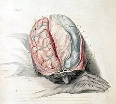 Charles Bell: Anatomy of the Brain, c. 1802