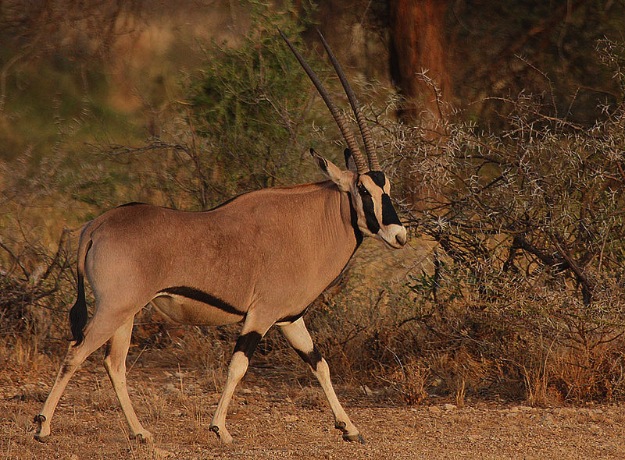 Oryx (Oryx Beisa)