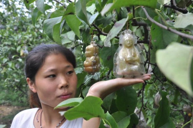Buddha Pear