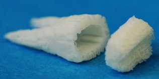 Human Teeth Mold