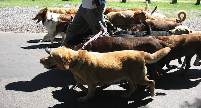 Dog Walker   Buenos Aires