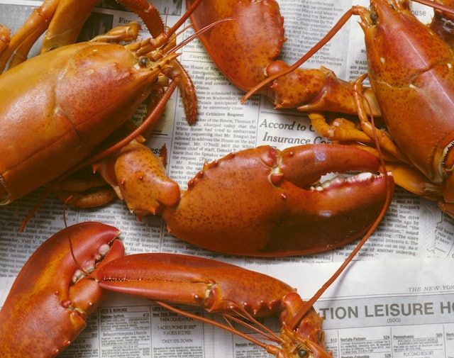 Fresh boiled lobsters