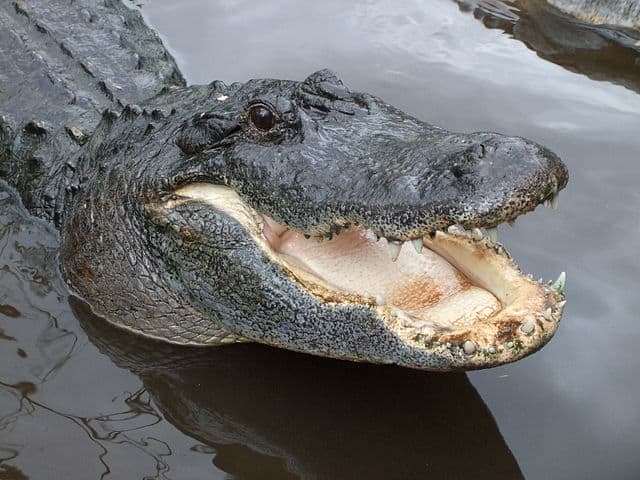 640px American Alligator