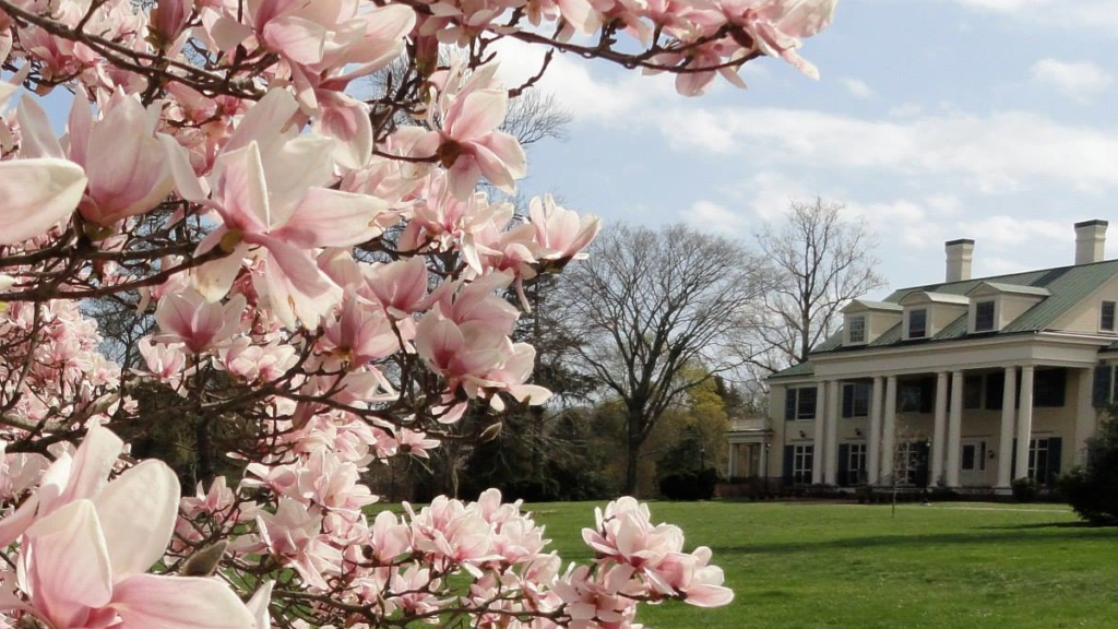 Princeton blossoms