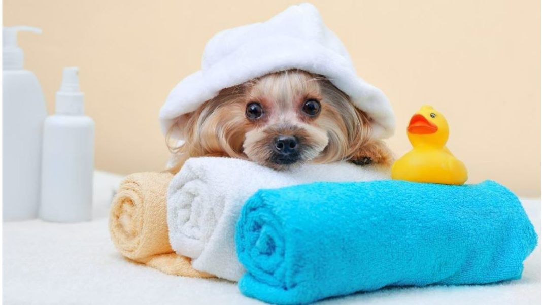 pet grooming - featured image