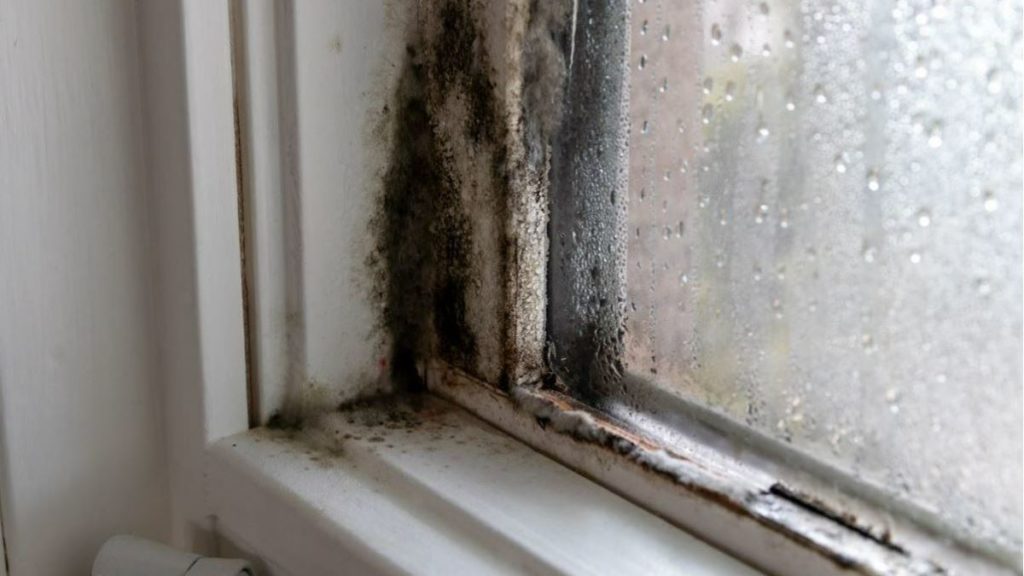 mold - featured image
