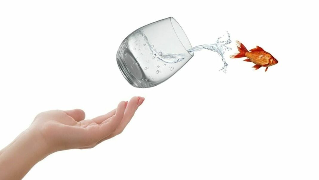 change management represented by a goldfish being tossed out of a glass of water